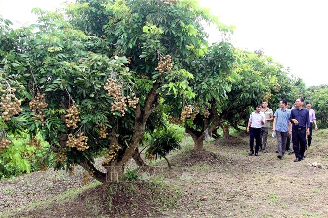 Nhãn lồng Hưng Yên từ 'tiến Vua' đến bài toán xuất khẩu bền vững